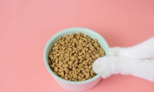 DRY FOOD